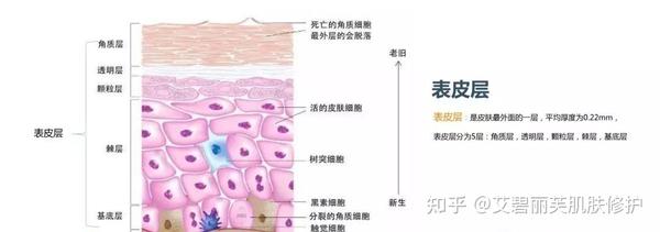 Health || 皮肤的结构组成作用！ - 知乎