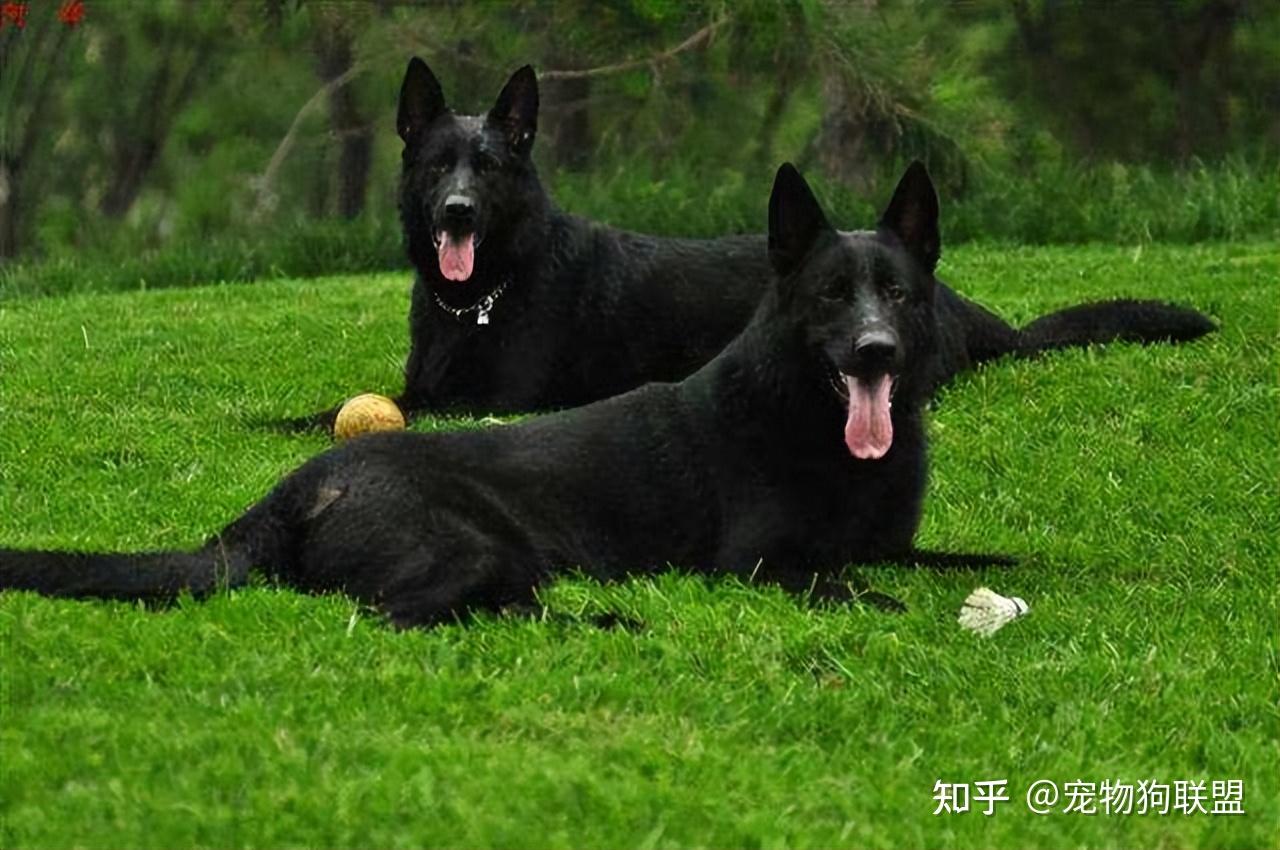 大黑狗品种黑色图片