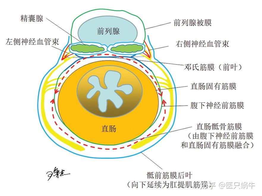 池畔专题结直肠解剖图谱及手术技巧分享01