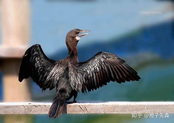 生靈黑頸鸕鷀phalacrocoraxniger