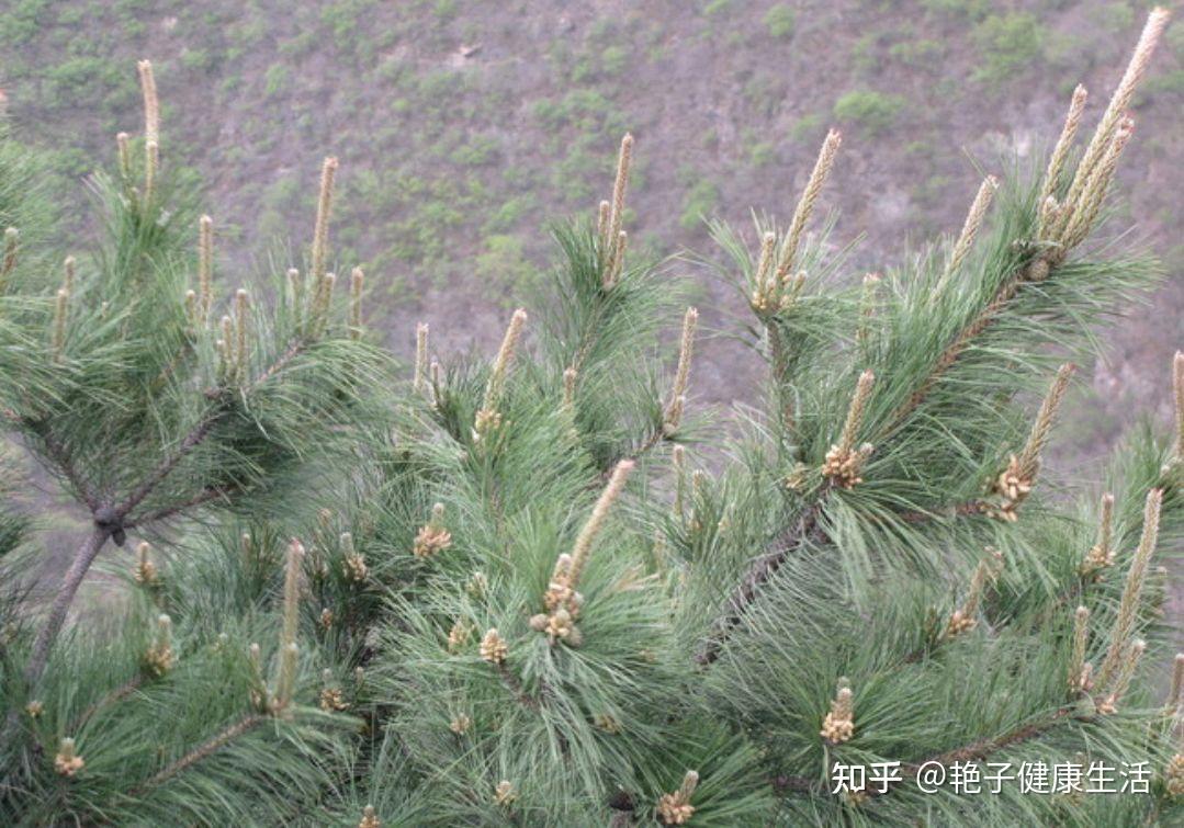 农村人当柴火烧的松针,用来煮水喝有多种功效,但有2点要注意 - 知乎