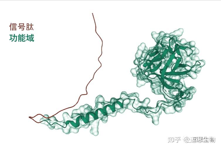 fgf4