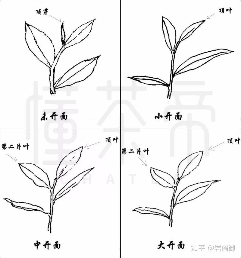 一文搞清楚各种茶叶的采摘标准 知乎