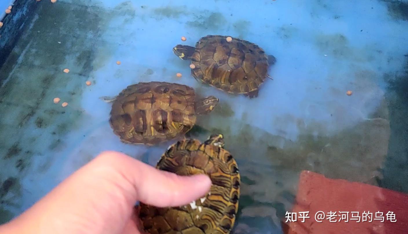 嘿嘿，挺好奇的黄耳属于水龟还是半水龟？ - 知乎