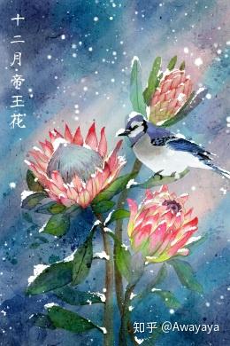 手绘插画 花语 十二月人间情 知乎