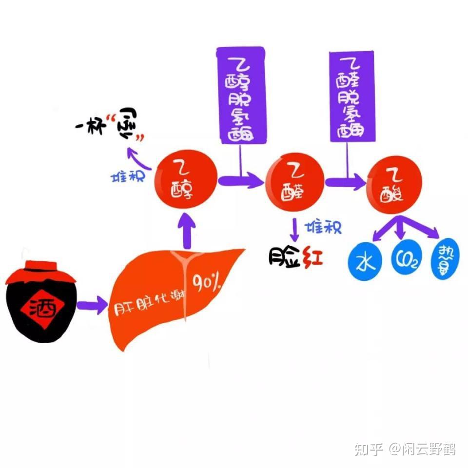 酒精代谢过程 zhuanlan.zhihu.com
