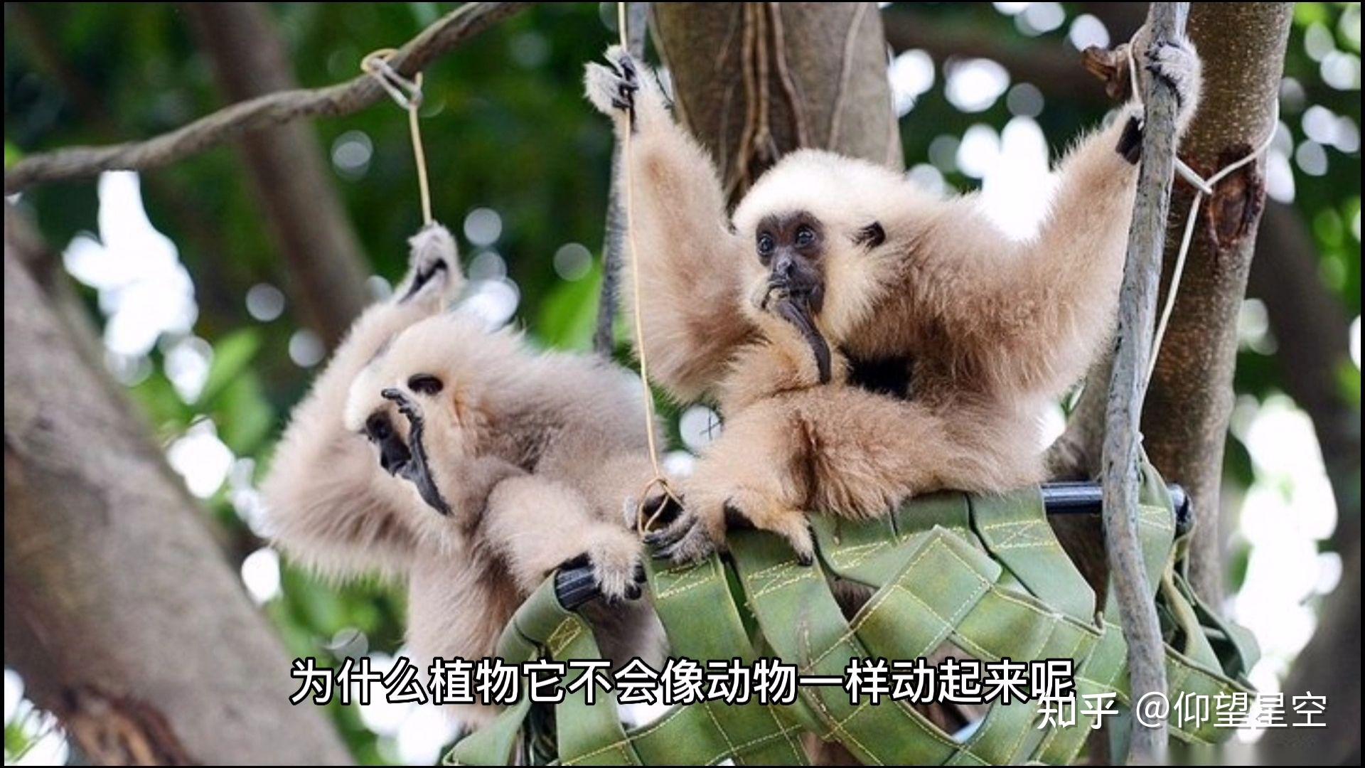 为什么动物会动?植物不会动呢? - 知乎