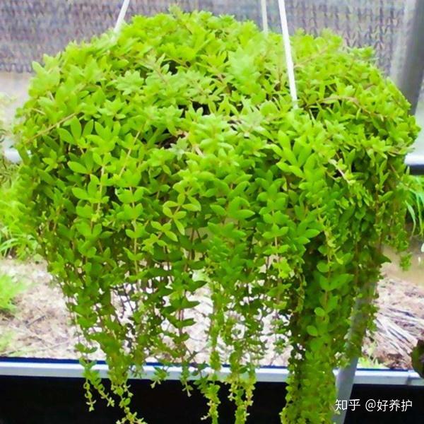 疯传朋友圈的十种垂吊植物，美爆了，甩绿萝几条街! - 知乎