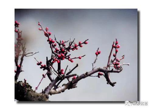 疏影横斜水清浅，暗香浮动月黄昏——梅花- 知乎