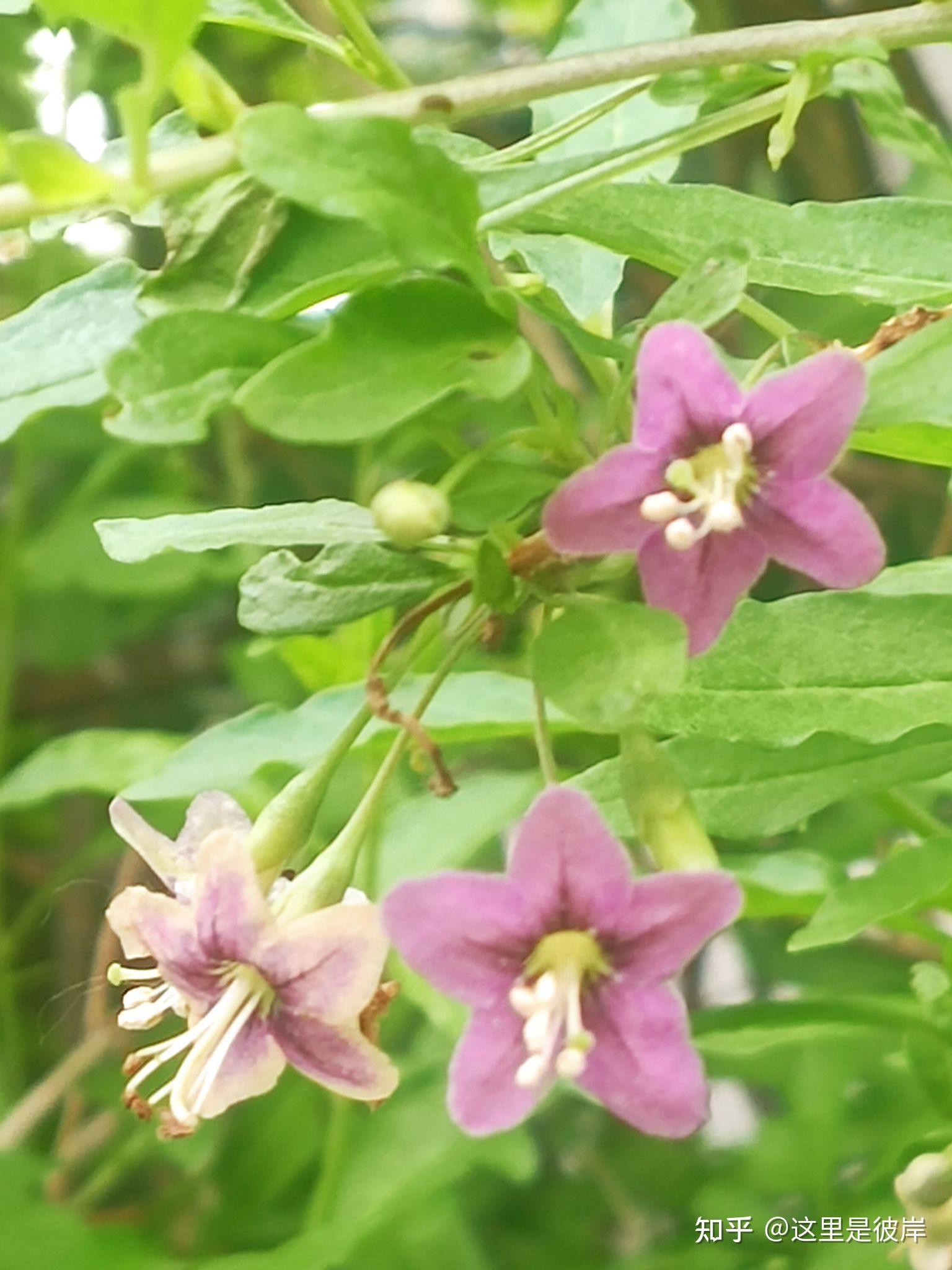 这三种颜色的枸杞花你都见过吗