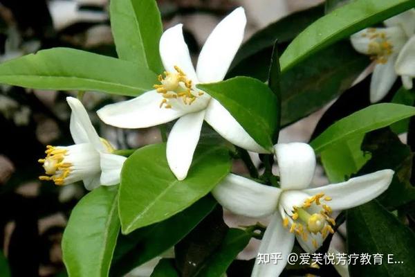 气味温暖抚慰人心的「苦橙叶精油」 - 知乎