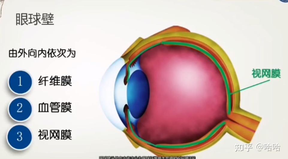 眼球由眼球壁和眼球的内容物构成