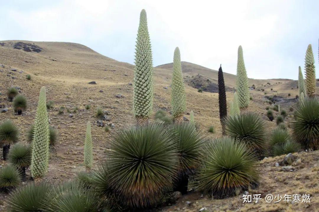 寒燃科普丨《哥斯拉大战金刚2》6种怪物的生物原型是什么？ - 知乎