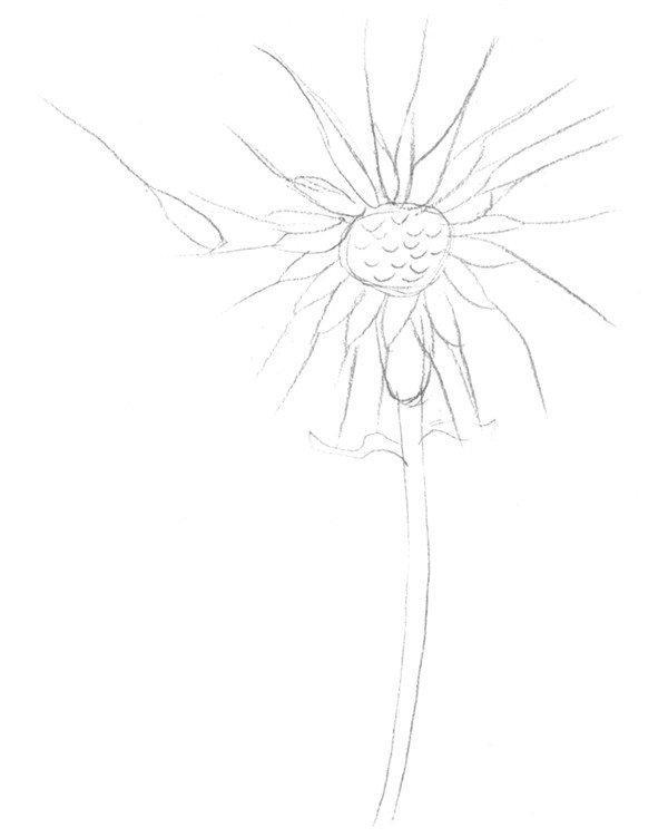 素描教程蒲公英的绘画流程