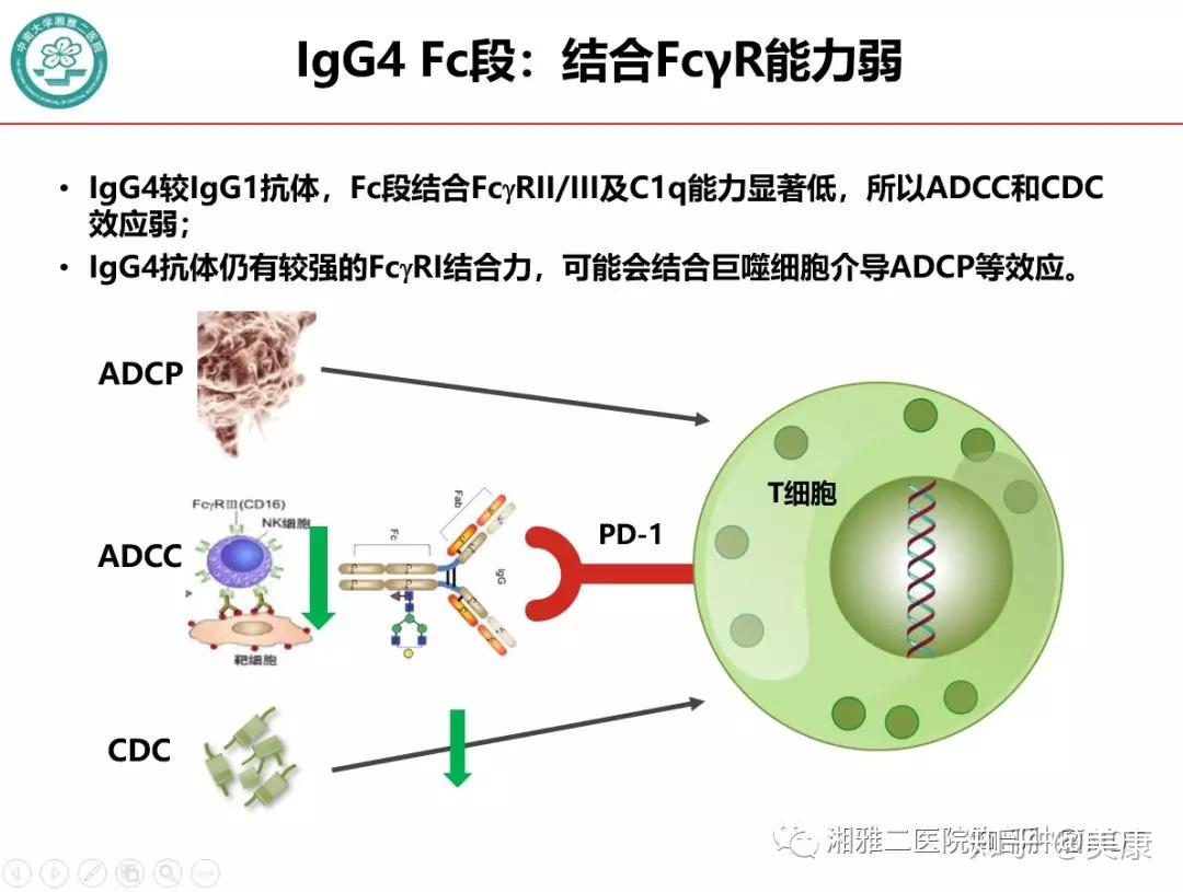 所以诱发adcc和cdc效应弱原因:igg4的fc段结合nk细胞及补体能力差抗体