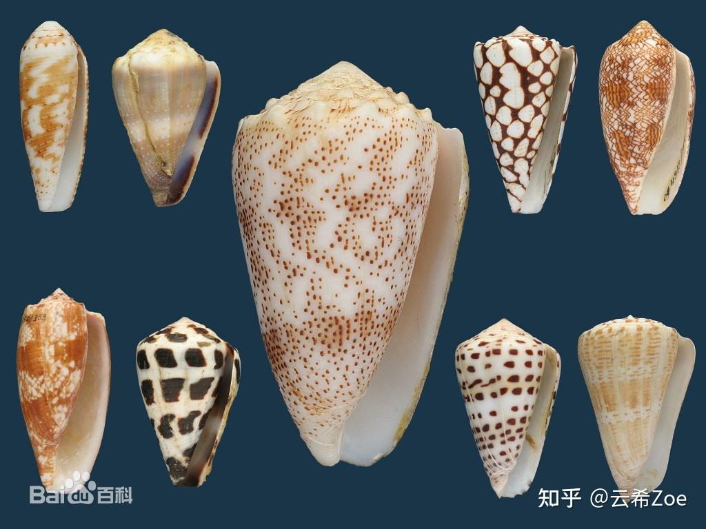 浅析芋螺毒素家族的芋螺肽,μ-芋螺肽conotoxin在去皱中的应用