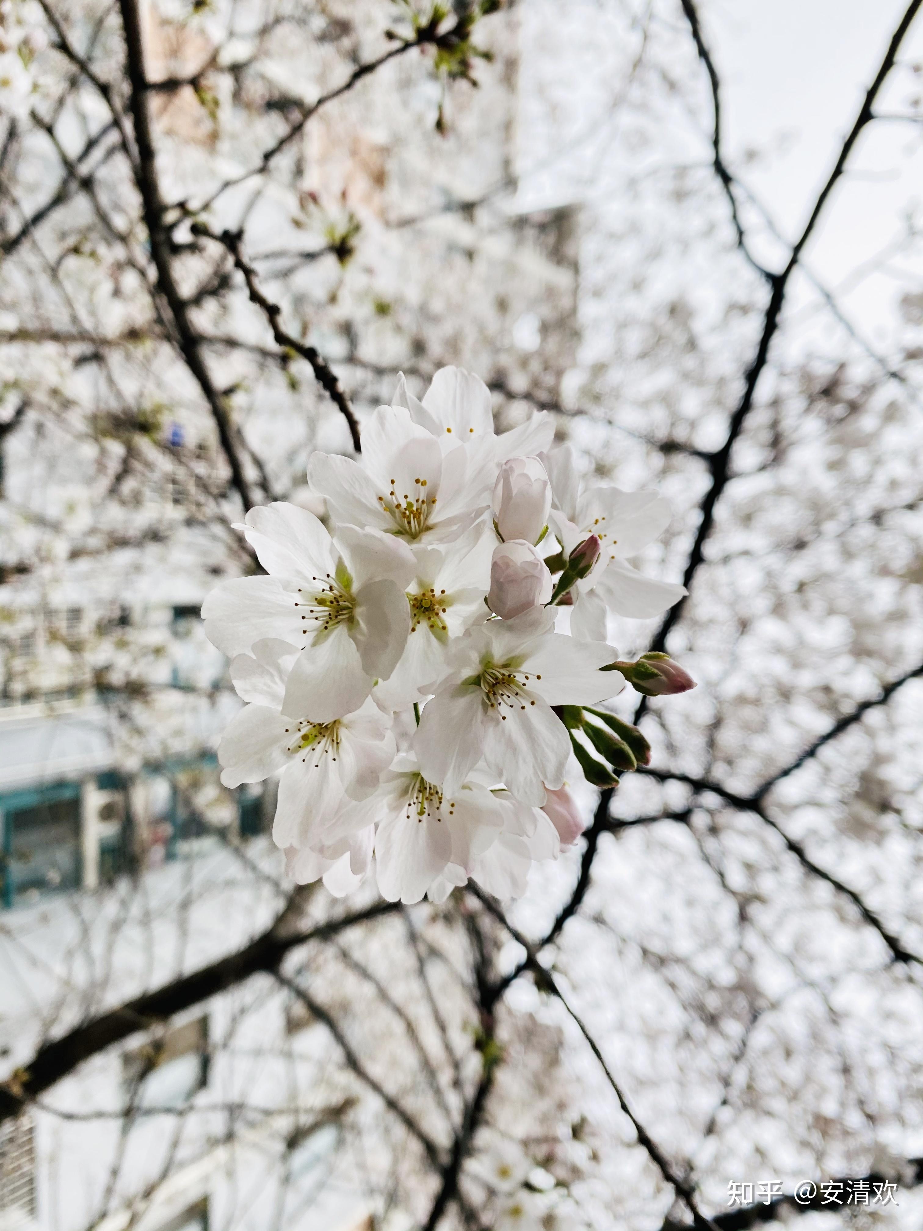 樱花难以抗拒你的容颜