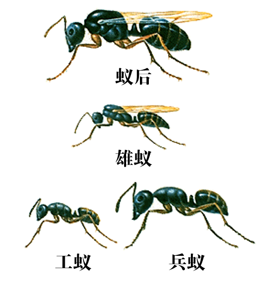 蚂蚁家族的种类和分工图片