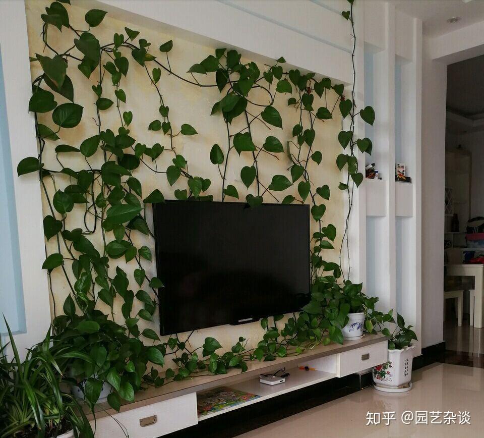 绿萝爬上墙总少不了这几步说穿了就很简单