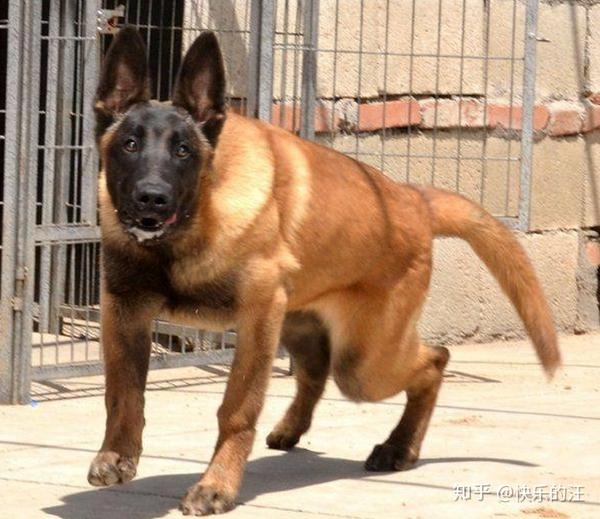 马犬特点以及挑选马犬需要注意 - 知乎