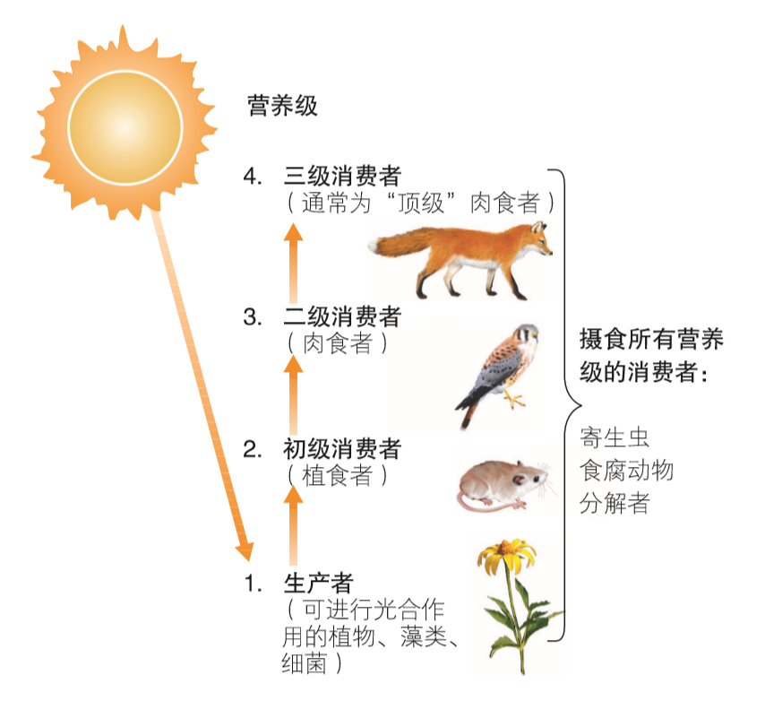 逐级递减是指输入到一个营养级的能量不可能百分之百地流入后一个营养