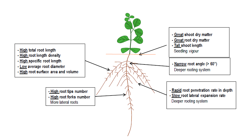 植物表型资讯早期根系性状表型分析可深入研究大豆品种的耐旱性