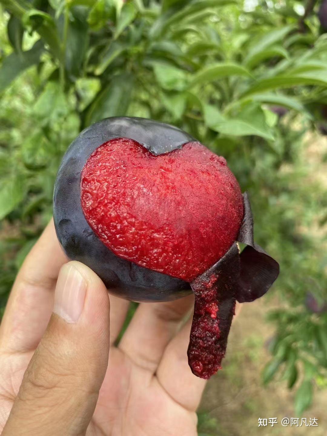 有人吃过超甜的黑布林吗