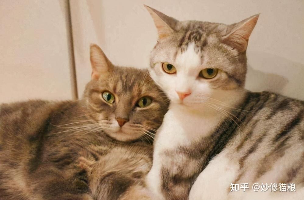 养“公猫”还是养“母猫”?看完这些区别,你就知道如何选了 - 知乎