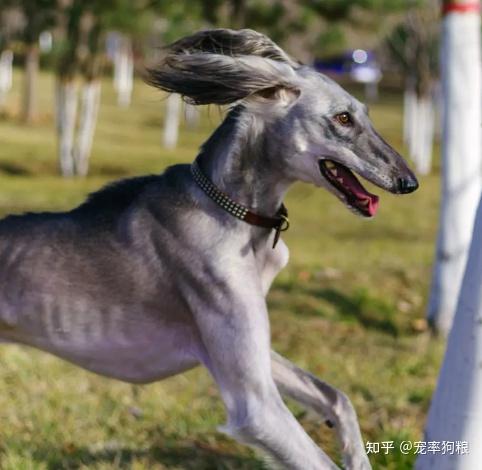 为何很少看到有人养“细犬”,这些原因太现实了! - 知乎