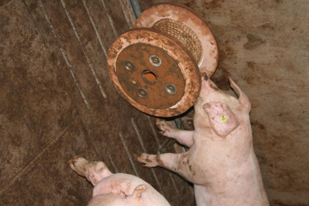 厉害skr人了为猪做设计