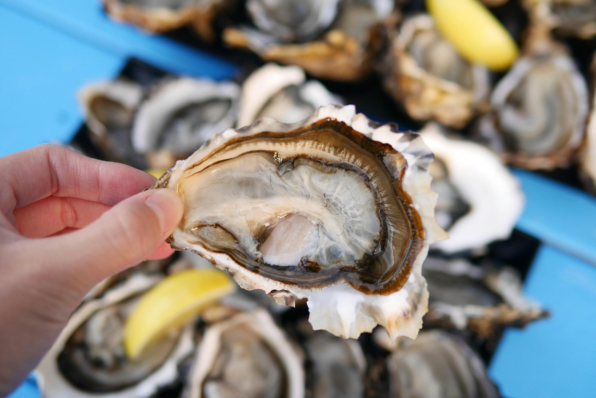 澳大利亚旅游有哪些值得去的地方?大致攻略是