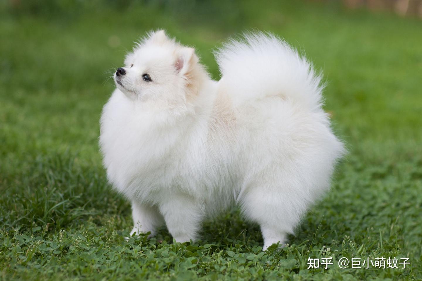 热门白色狗狗盘点：像棉花糖一样超可爱，好想养一只！ - 知乎