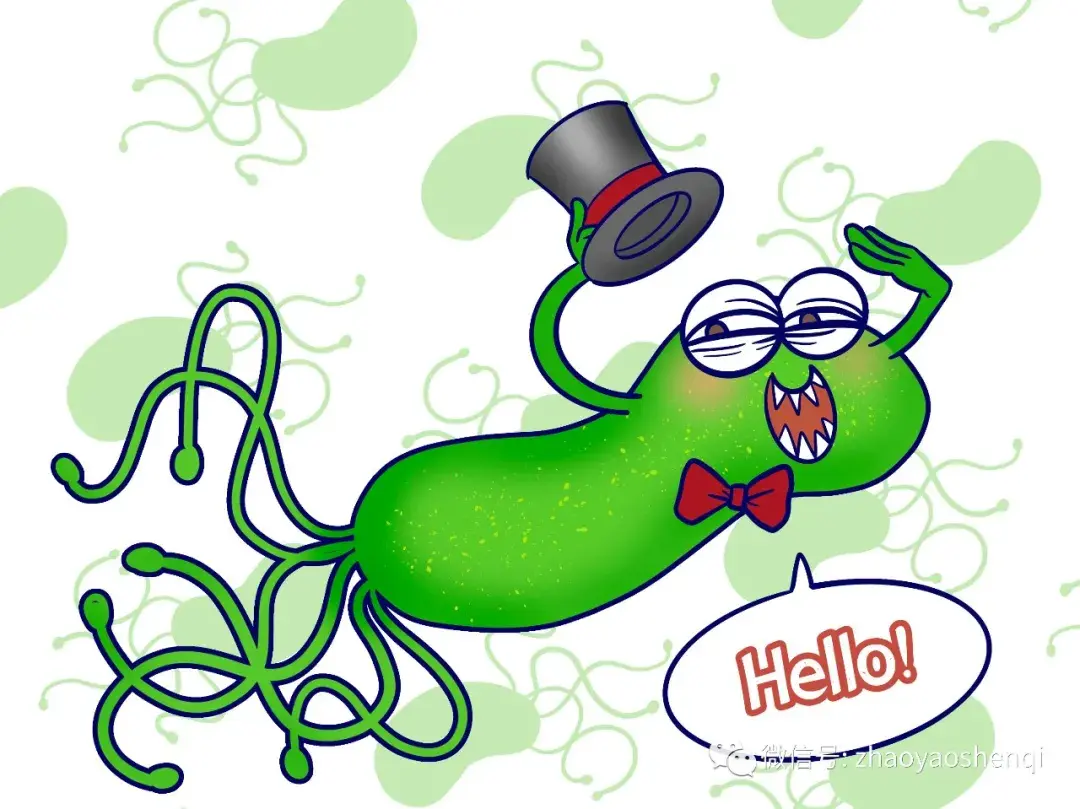 幽门螺杆菌简称hp,是一种螺旋形,微厌氧,对生长条件要求十分苛刻的