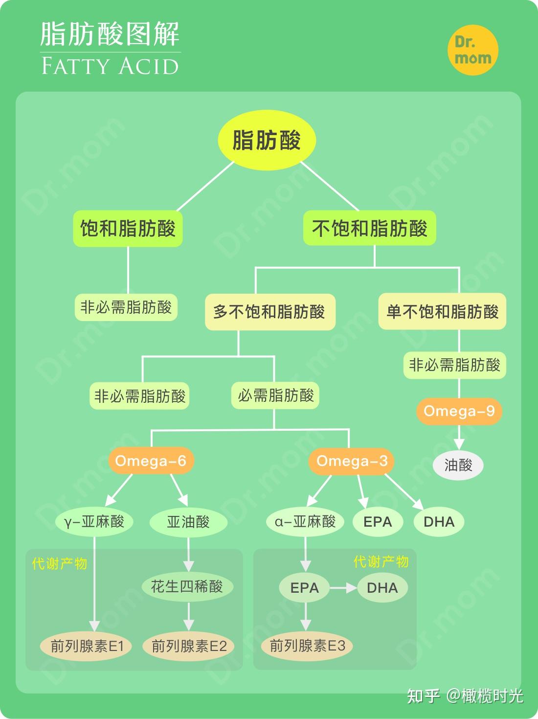 一图读懂脂肪酸 知乎