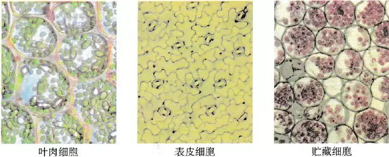 角质形成细胞分化 Hacat细胞用什么培养基 角质形成细胞培养 角质形成细胞kc