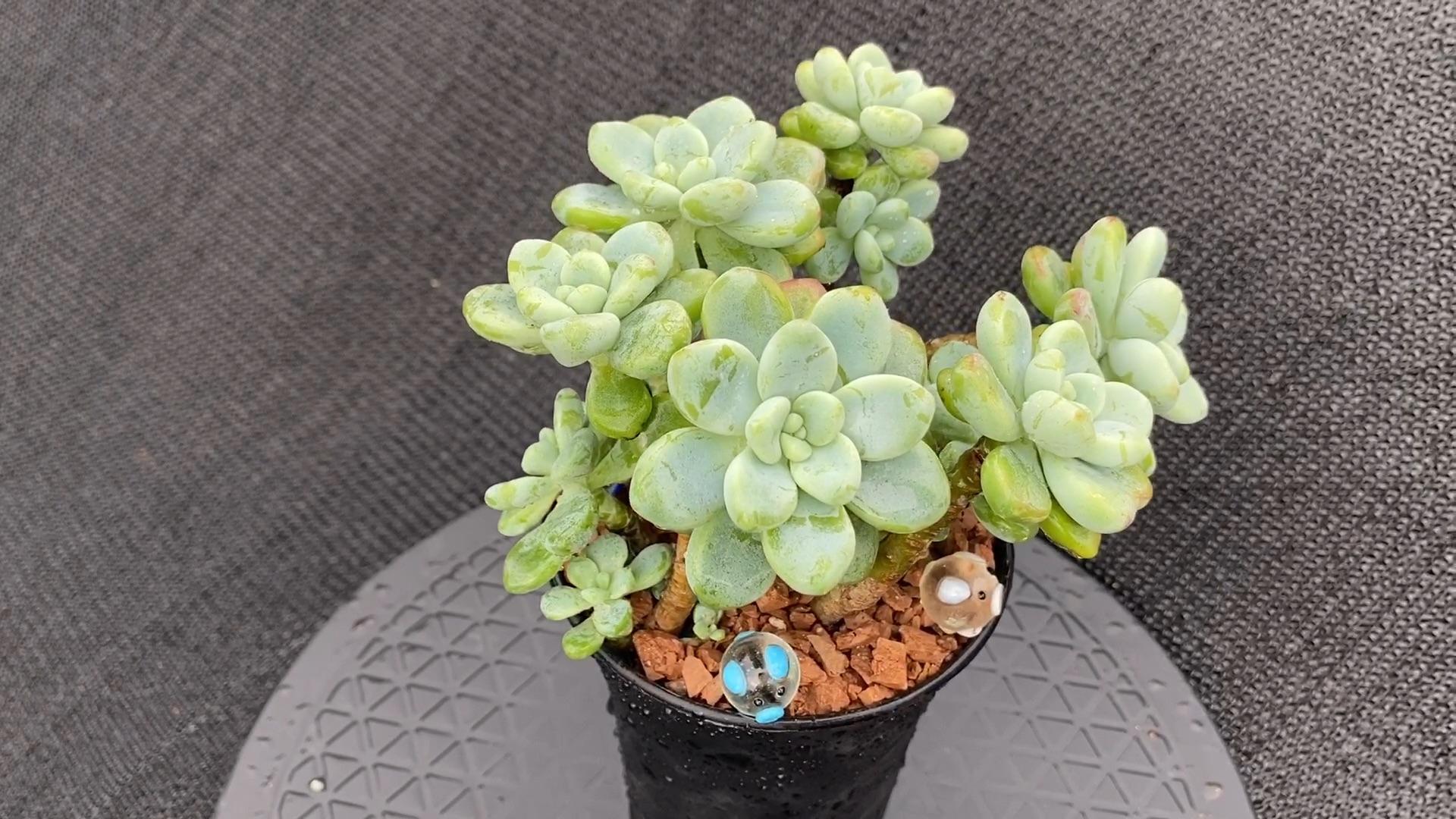 猪的多肉蓝光杂多肉植物