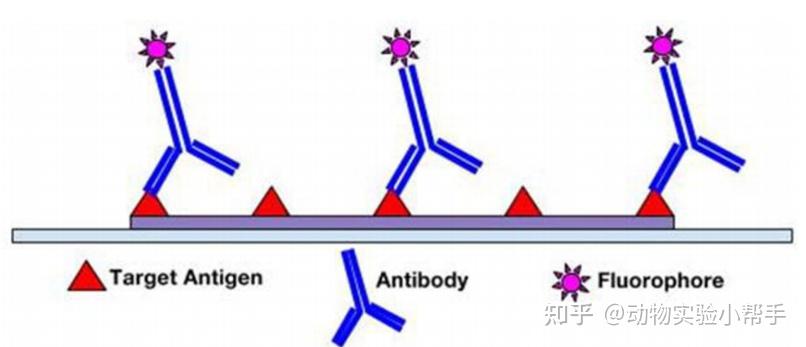 干货分享 | 超级清晰的免疫荧光实验流程 - 知乎