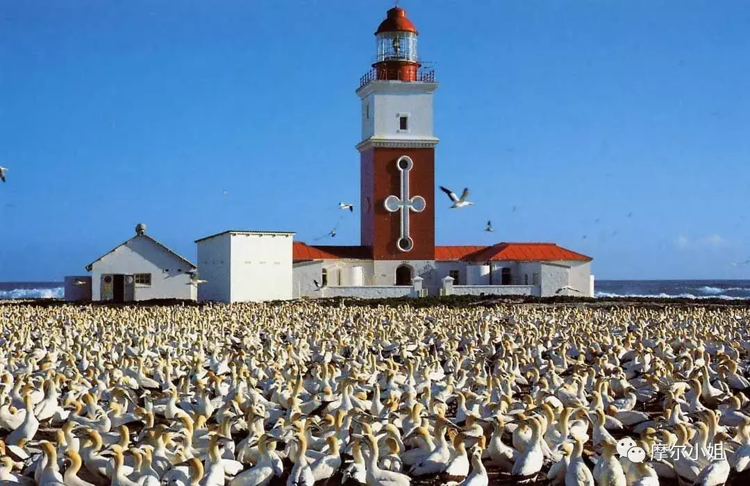 南非鸟岛如果说萝莉岛的这些女孩们最终也许能有一个相对光明的结局