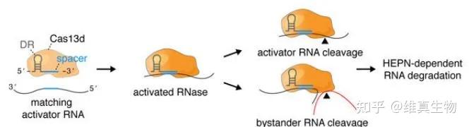 CasRx｜基于CRISPR/Cas系统的RNA编辑神器CasRx介绍 - 知乎