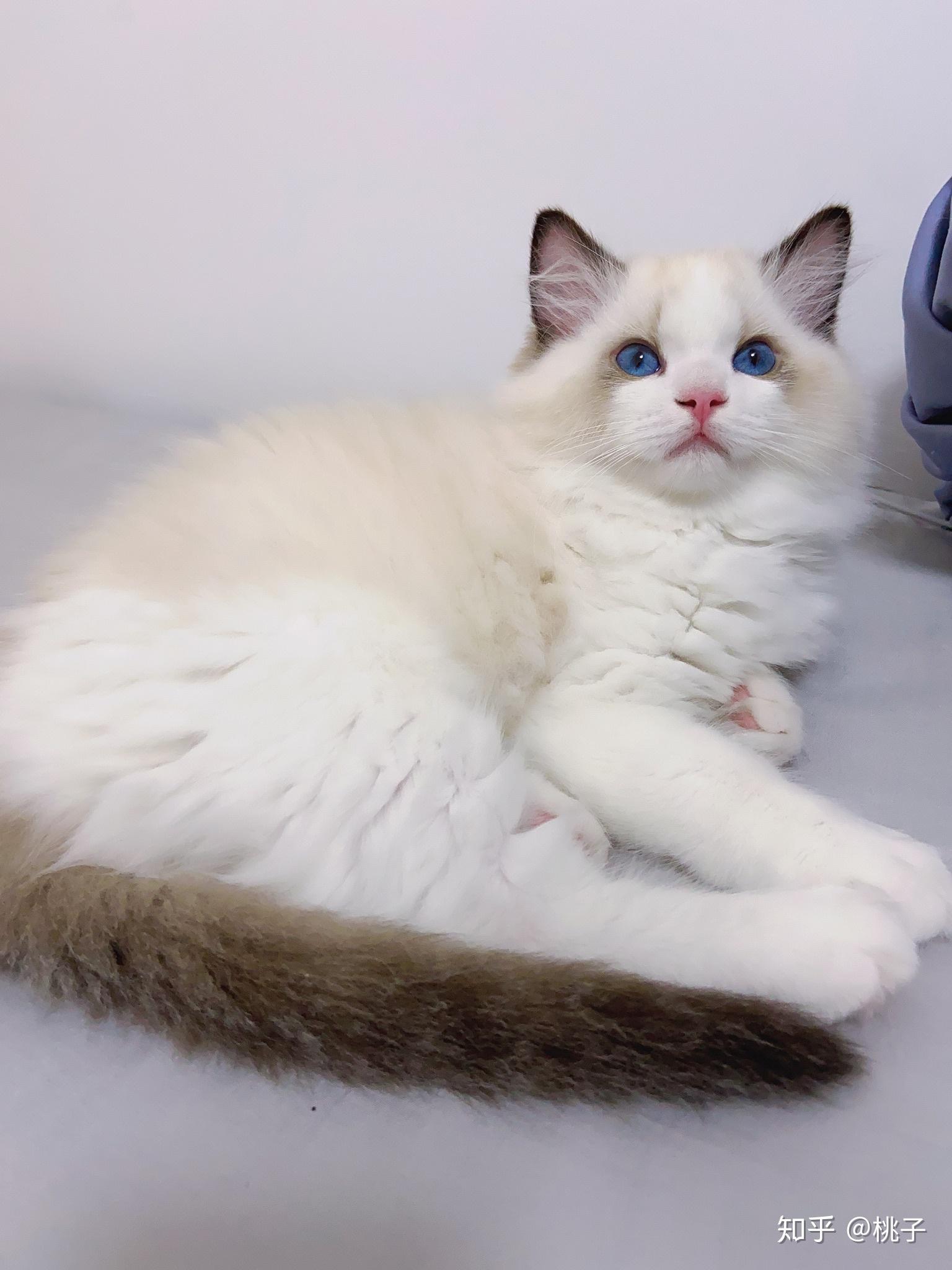 养一只秃秃的短毛布偶猫最后能有多好看