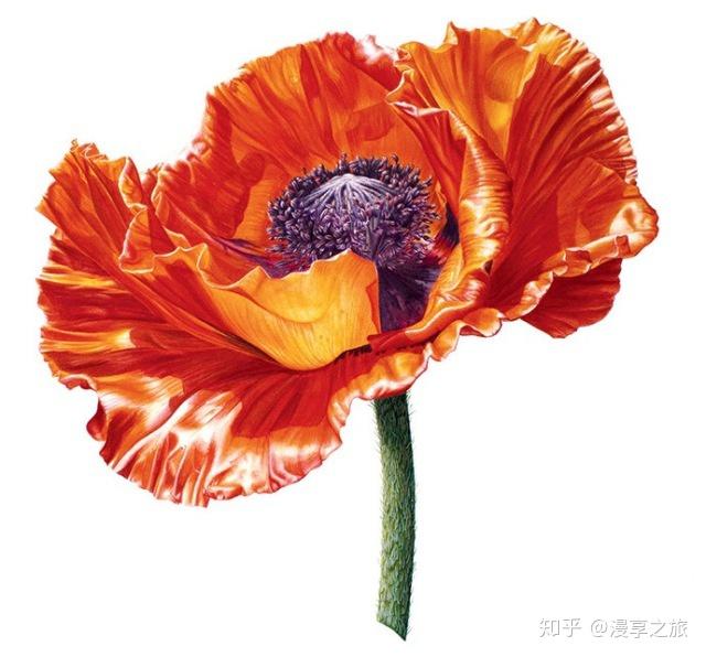 11开遍英国的小红花 - 知乎