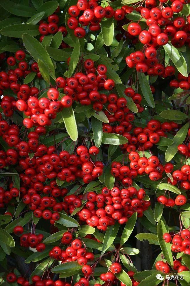 涨知识|绿化带里常见的17种红色果实,你认识几种?(上) - 知乎