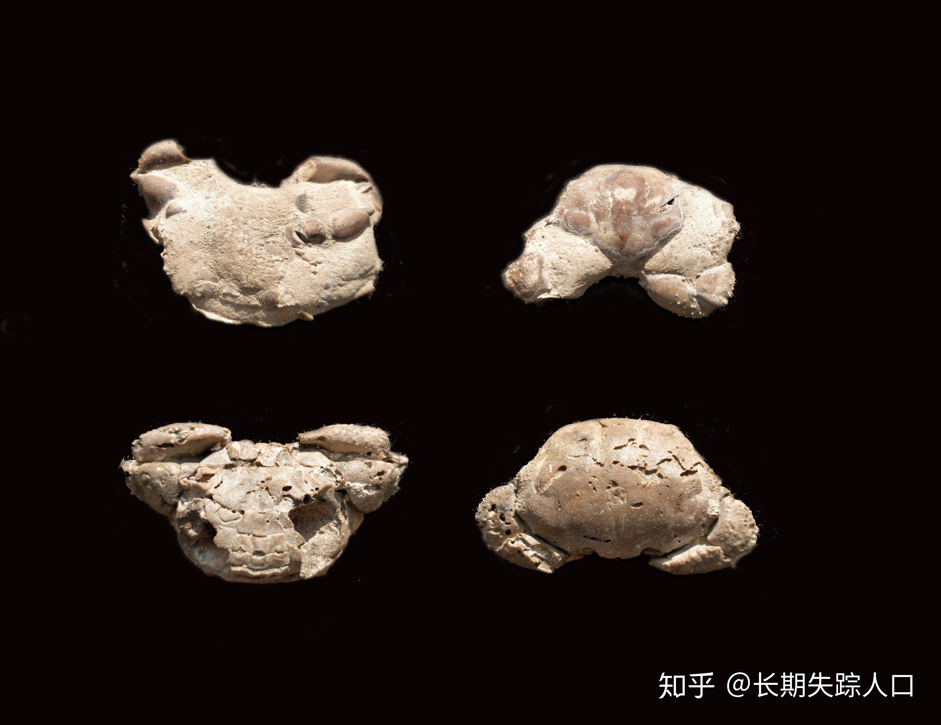 被用于中药的螃蟹化石石蟹