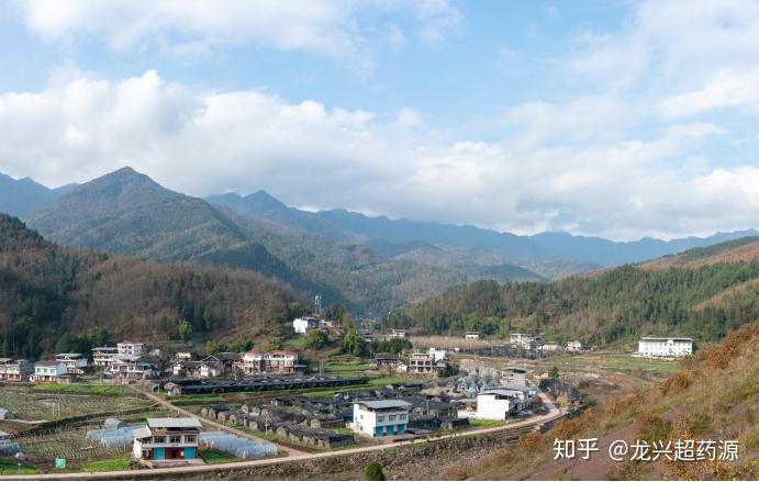 道地药材图鉴之通江银耳