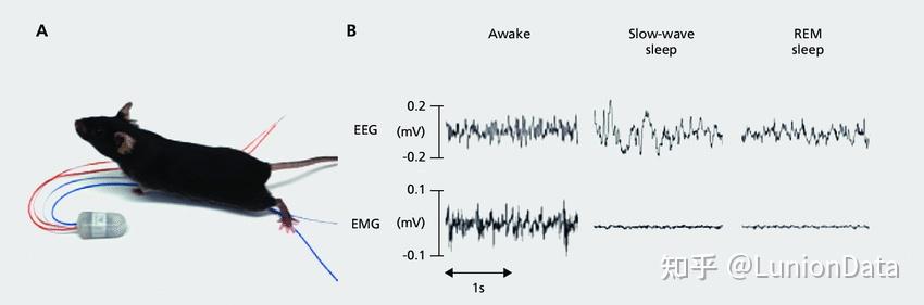 脑科学基于eeg的小动物睡眠研究
