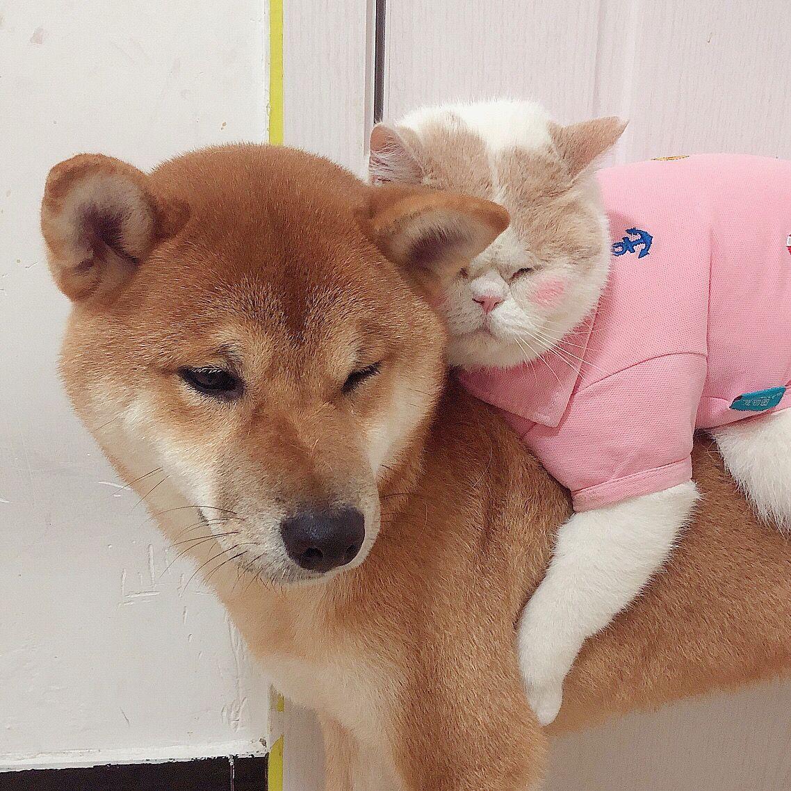 超级甜的情侣头像赶紧收下