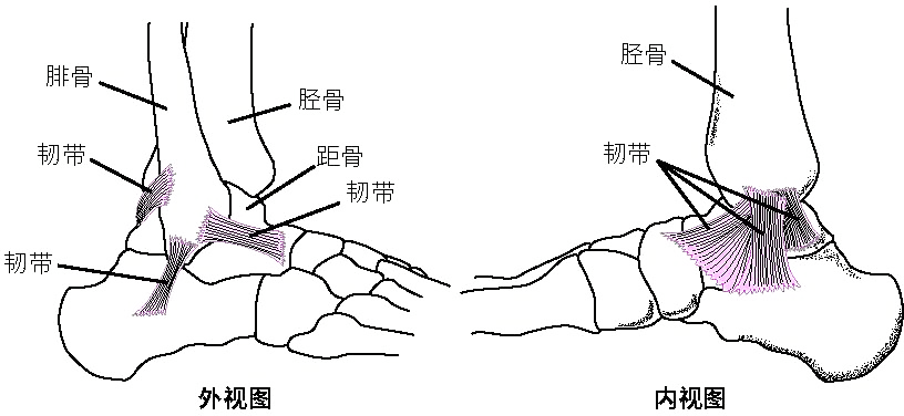 脚关节部位的名称图解图片