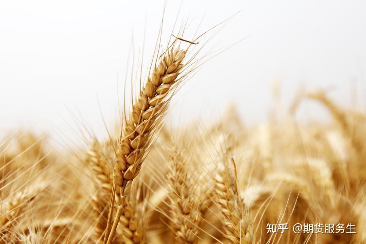 小麦的基础知识及产业概况介绍- 知乎