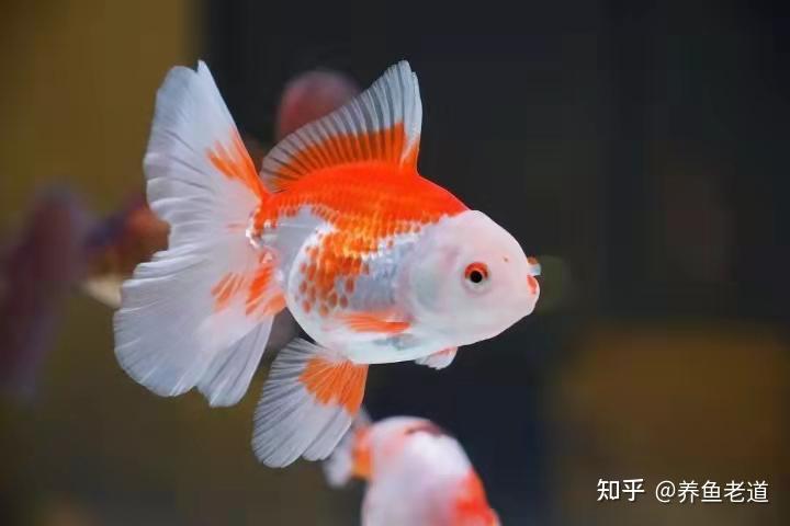 蝴蝶鯉確實不是金魚,金魚的祖先是鯽魚