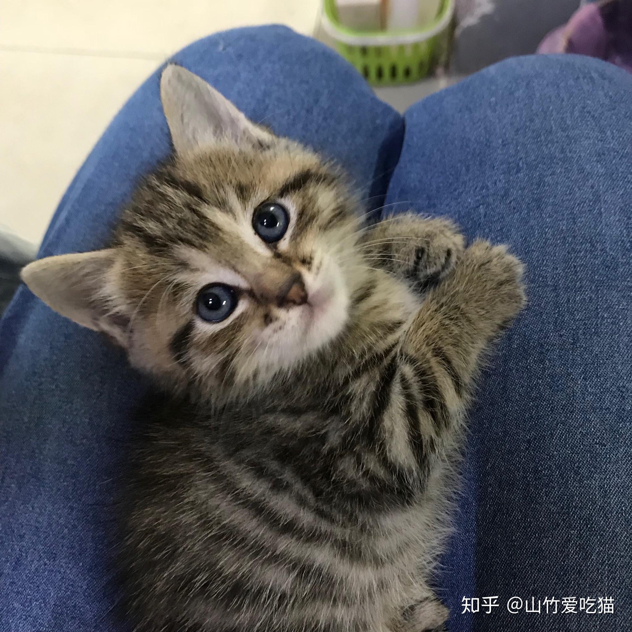 银渐层和虎斑串是什么样的呀？贵吗？ - 知乎